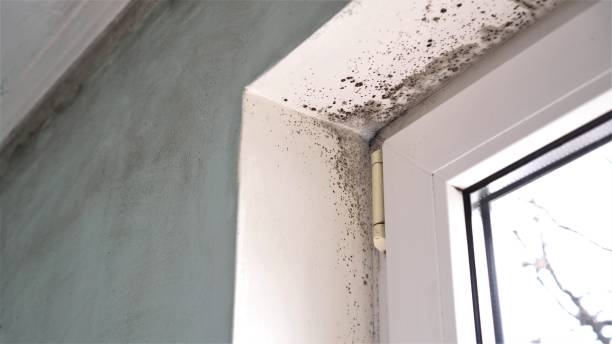Best HVAC Mold Remediation in Iuka, MS