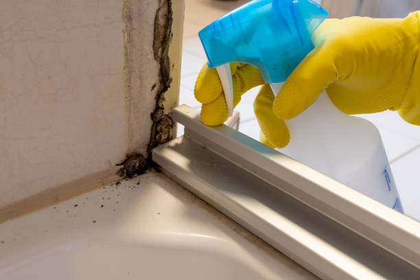 Best Kitchen Mold Remediation in Iuka, MS