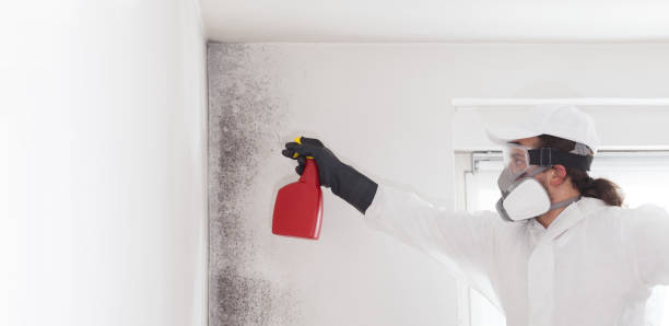 Best Commercial Mold Remediation in Iuka, MS