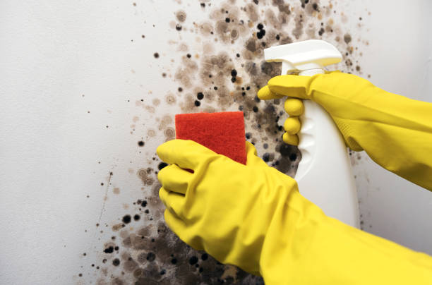 Best Crawl Space Mold Remediation in Iuka, MS