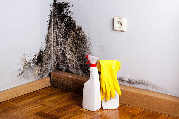 Best Attic Mold Remediation in Iuka, MS