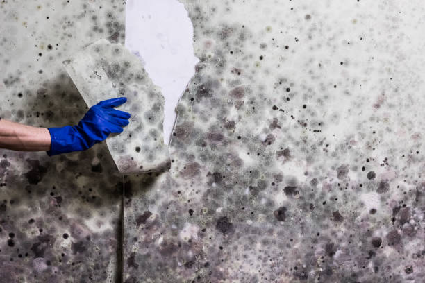 Best Mold Remediation for Specific Building Types in Iuka, MS